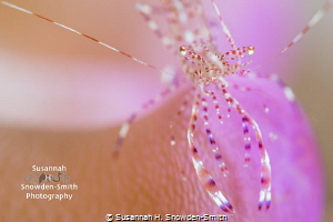 "Pretty In Pink" - Spotted cleaner shrimp portrait as it ... by Susannah H. Snowden-Smith 